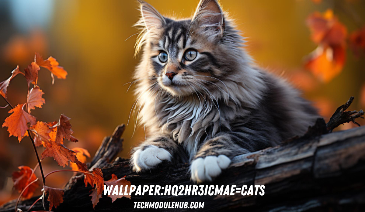 wallpaper:hq2hr3icmae=cats